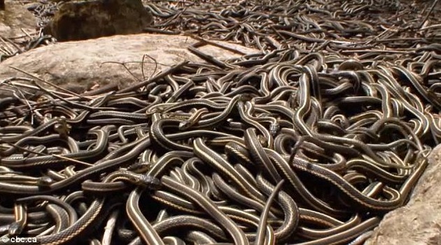 negara dengan ular garter terbanyak